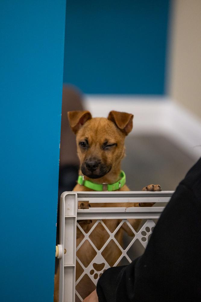 Enlarge Rina, a Adoptable mixed breed in Valley Stream, NY image 4/6