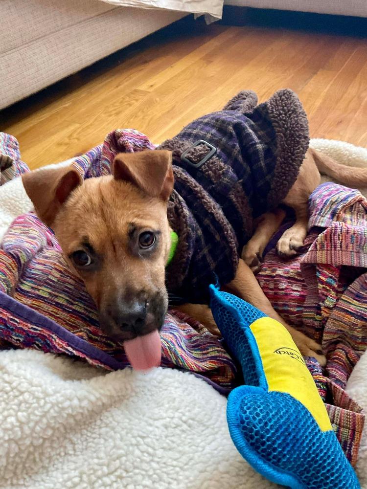 Enlarge Rina, a Adoptable mixed breed in Valley Stream, NY image 5/6