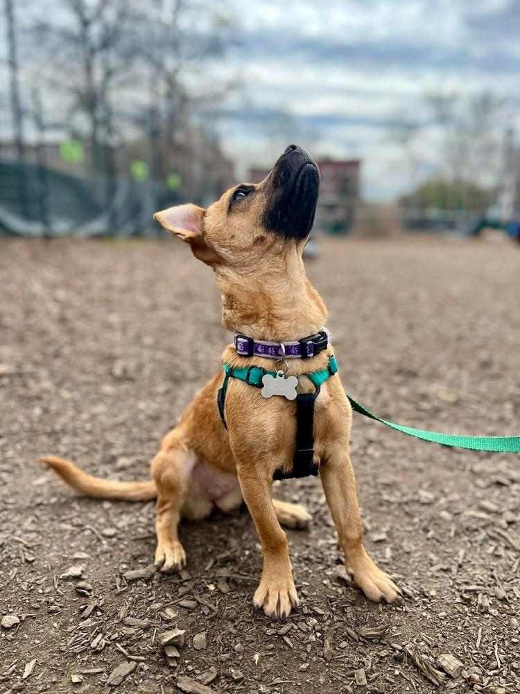 Enlarge Rina, a Adoptable mixed breed in Valley Stream, NY image 5/6