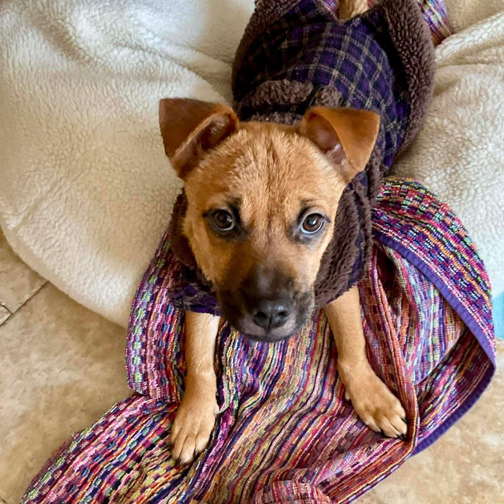 Enlarge Rina, a Adoptable mixed breed in Valley Stream, NY image 6/6