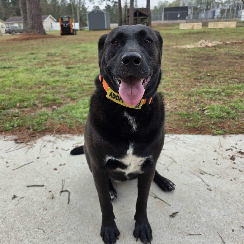 Enlarge Shadow, a Adoptable mixed breed in Enterprise, AL image 2/2