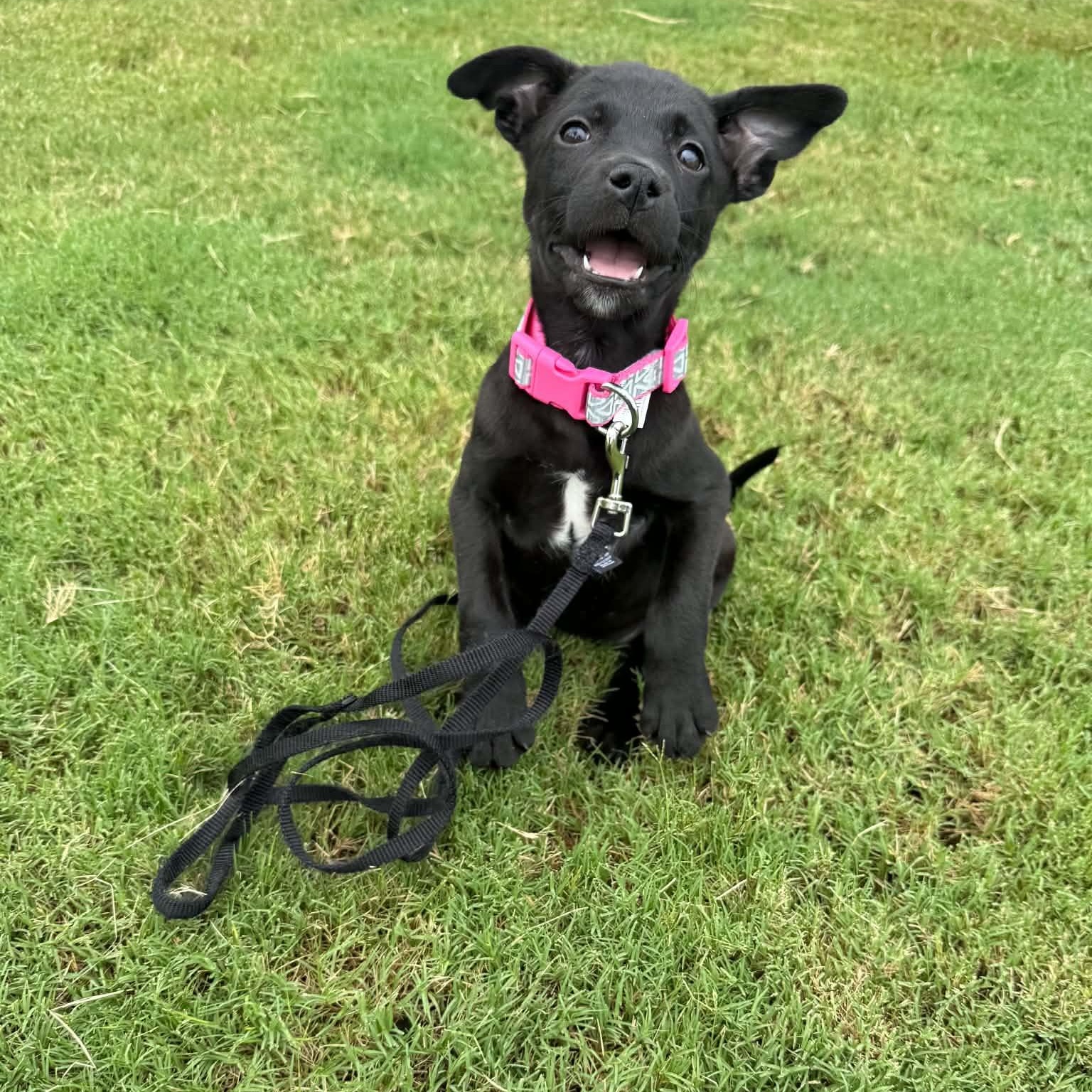 Enlarge Hemi, a ADOPTABLE mixed breed in Charlotte, NC image 2/6