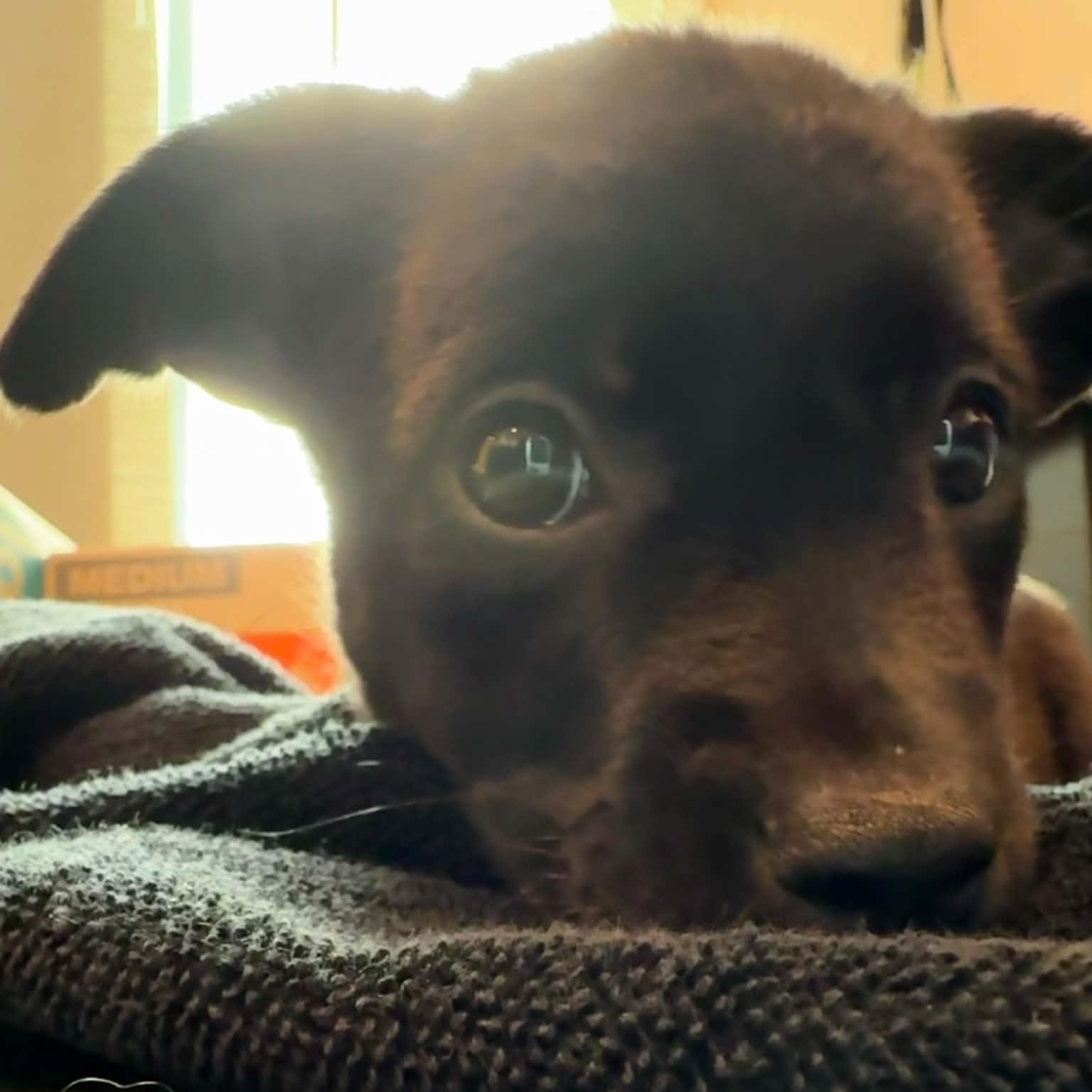Enlarge Hemi, a ADOPTABLE mixed breed in Charlotte, NC image 3/6