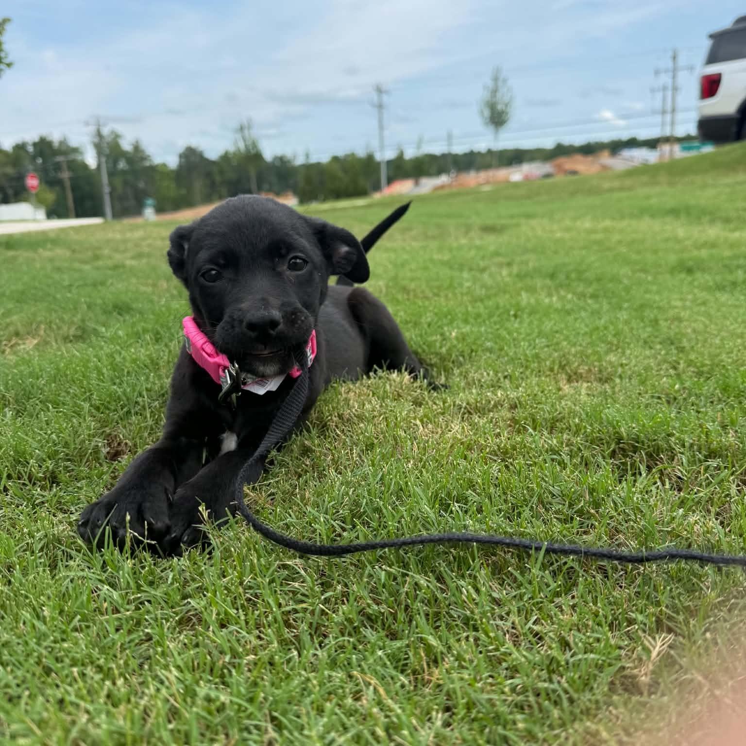 Enlarge Hemi, a ADOPTABLE mixed breed in Charlotte, NC image 6/6