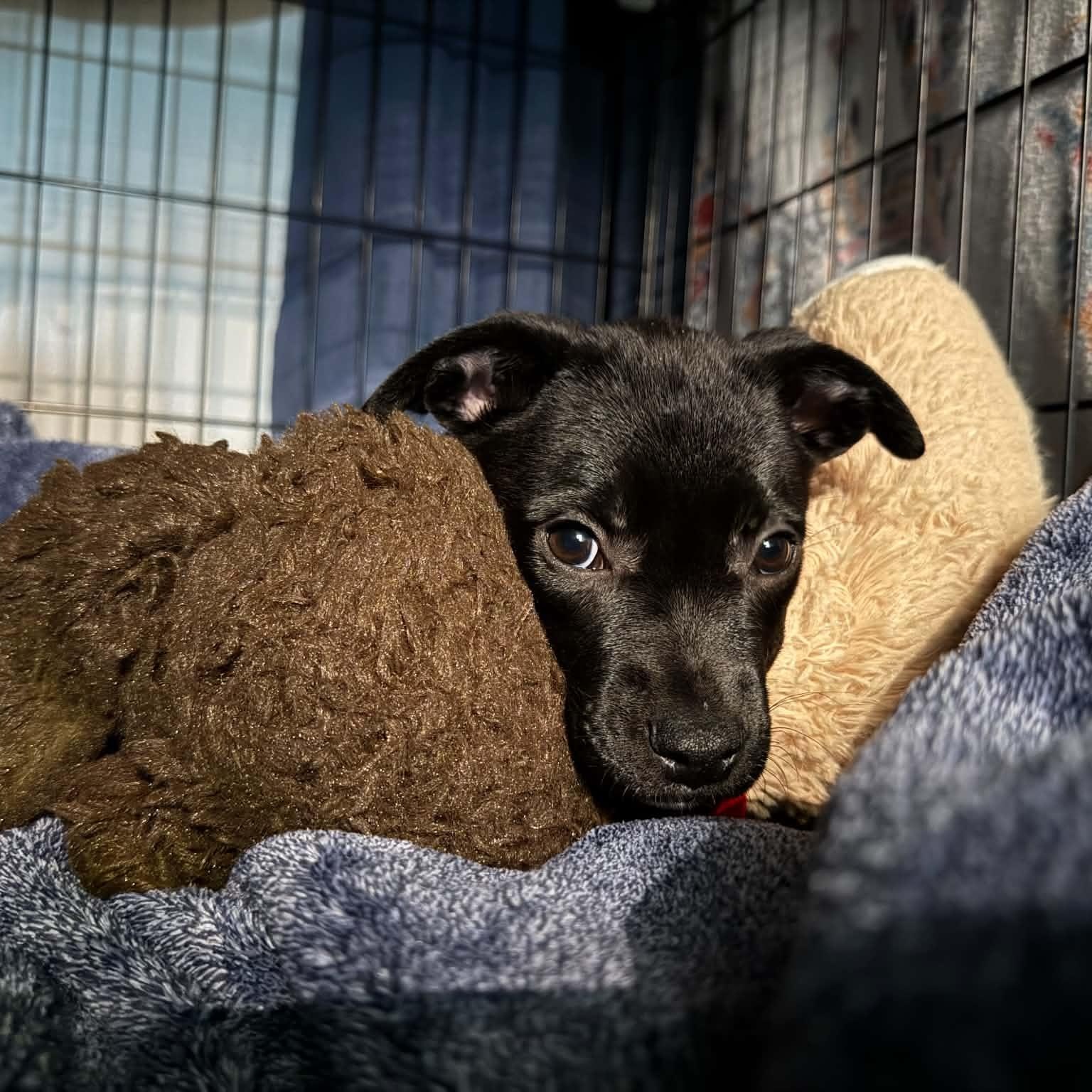 Enlarge Hemi, a ADOPTABLE mixed breed in Charlotte, NC image 4/6