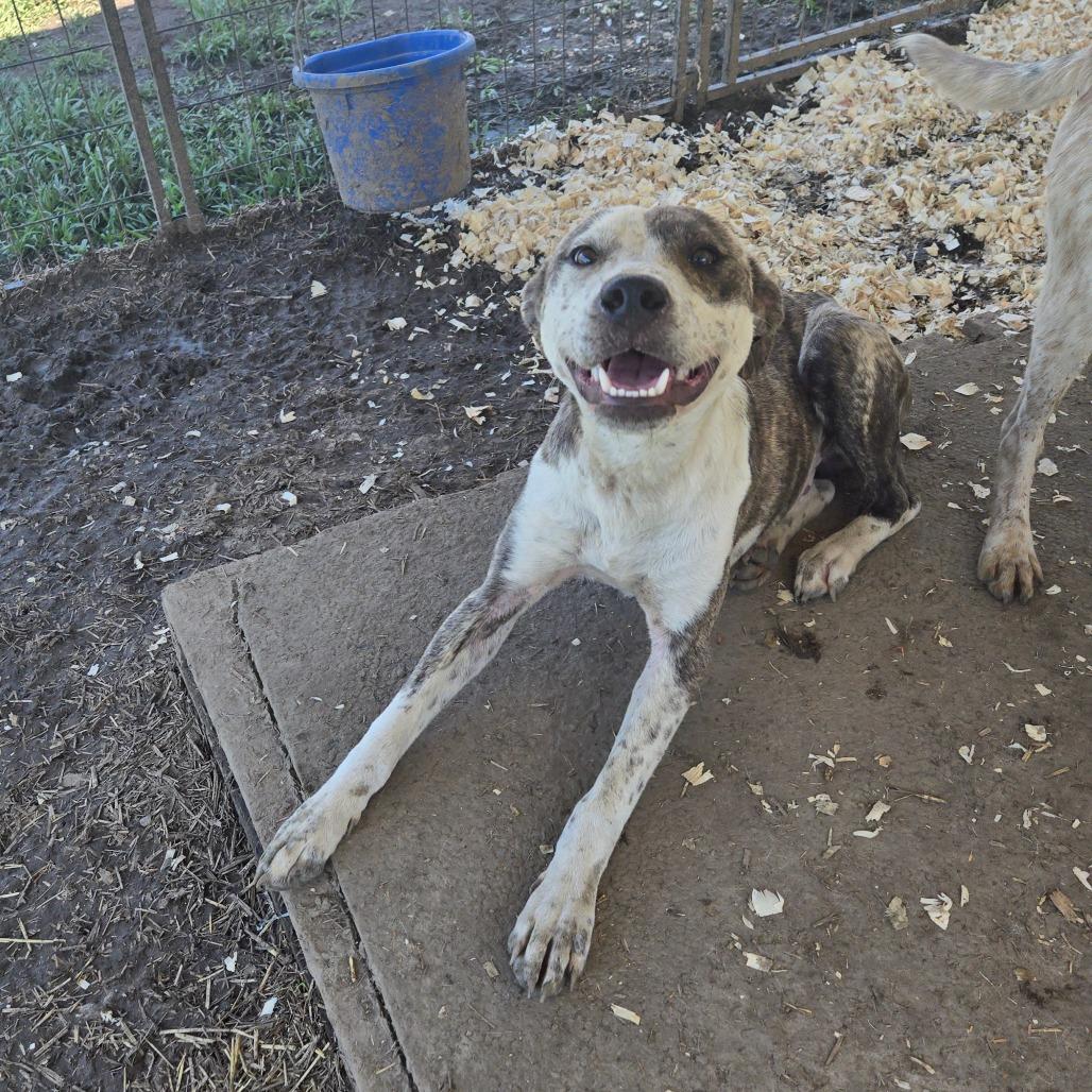 Finn, Adoptable, Young Male Mixed Breed.
