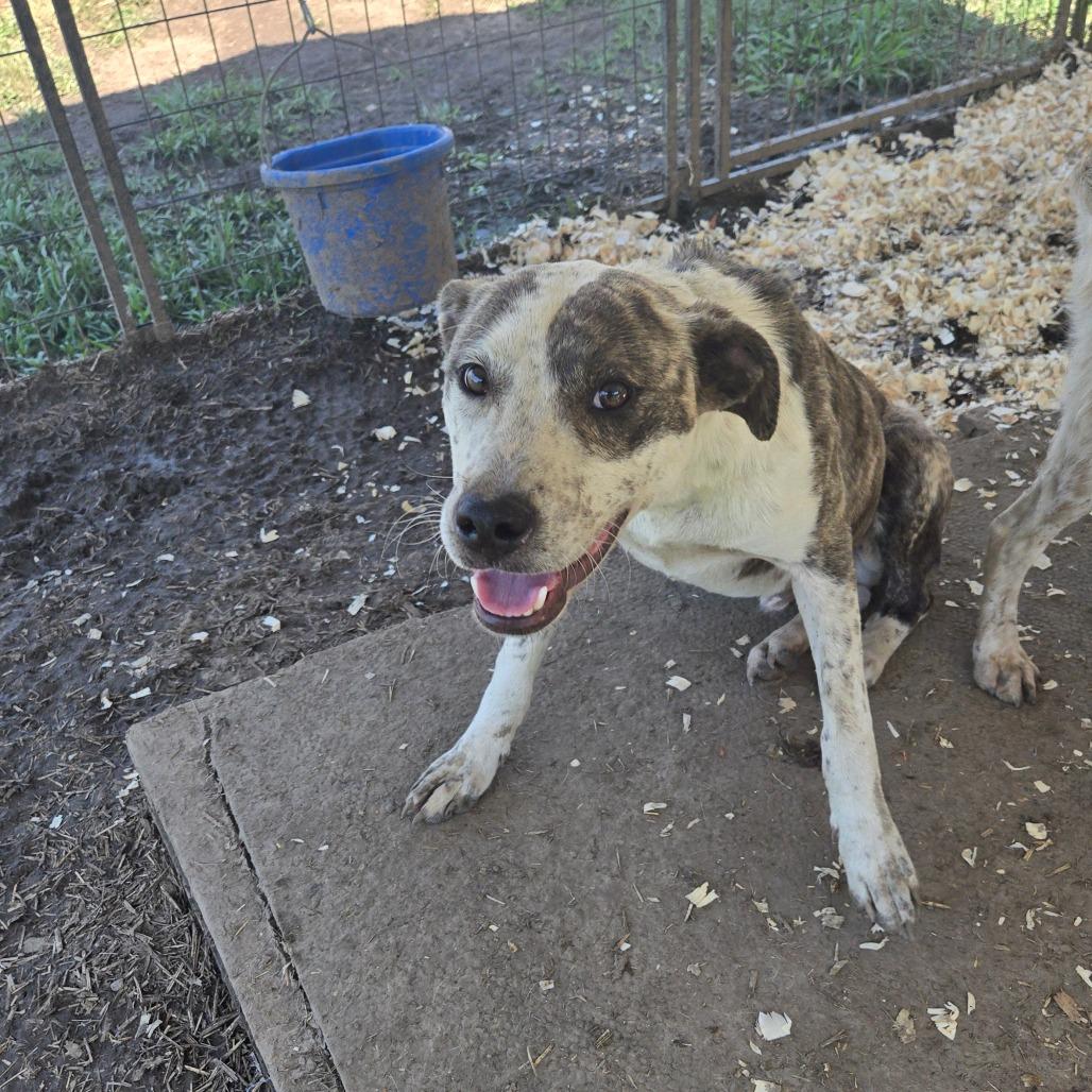 Enlarge Finn, a Adoptable Mixed Breed in Waggaman, LA image 2/3