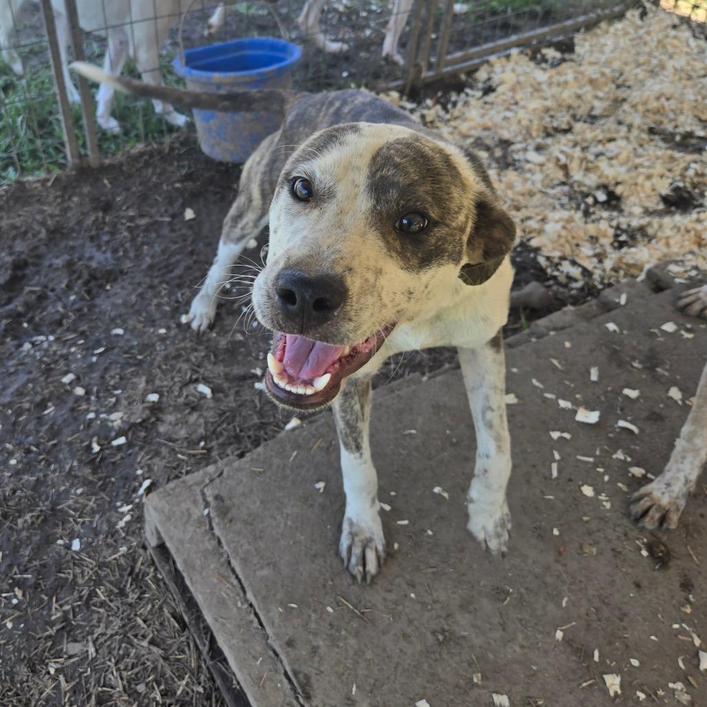 Enlarge Finn, a Adoptable Mixed Breed in Waggaman, LA image 3/3
