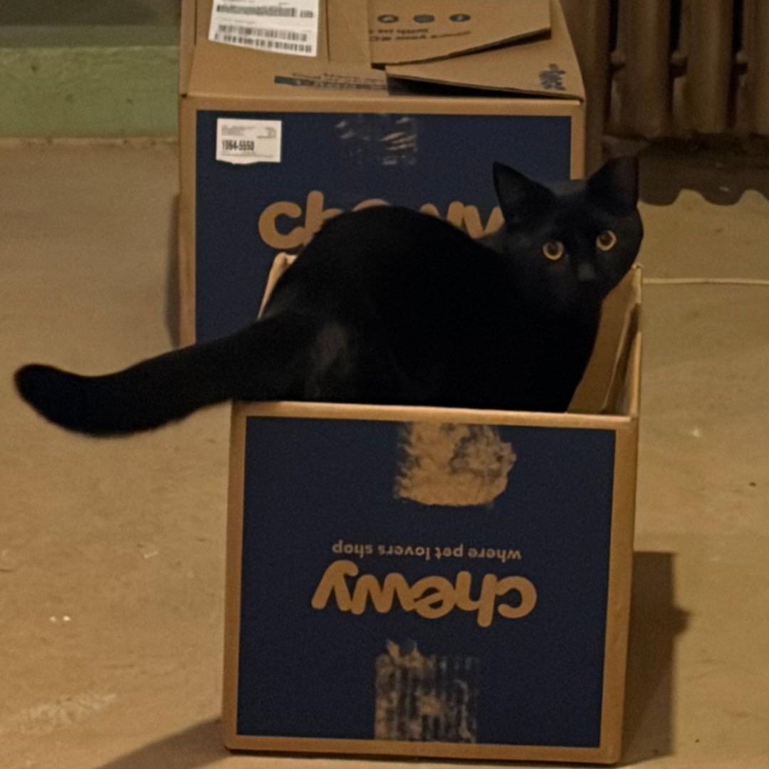Enlarge Jackson, a Adoptable Domestic Short Hair in Freemansburg, PA image 1/2