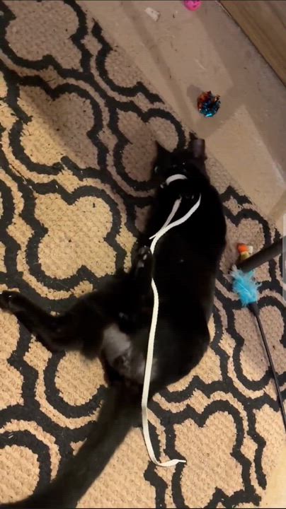 Enlarge Jackson, a Adoptable Domestic Short Hair in Freemansburg, PA video 2/2