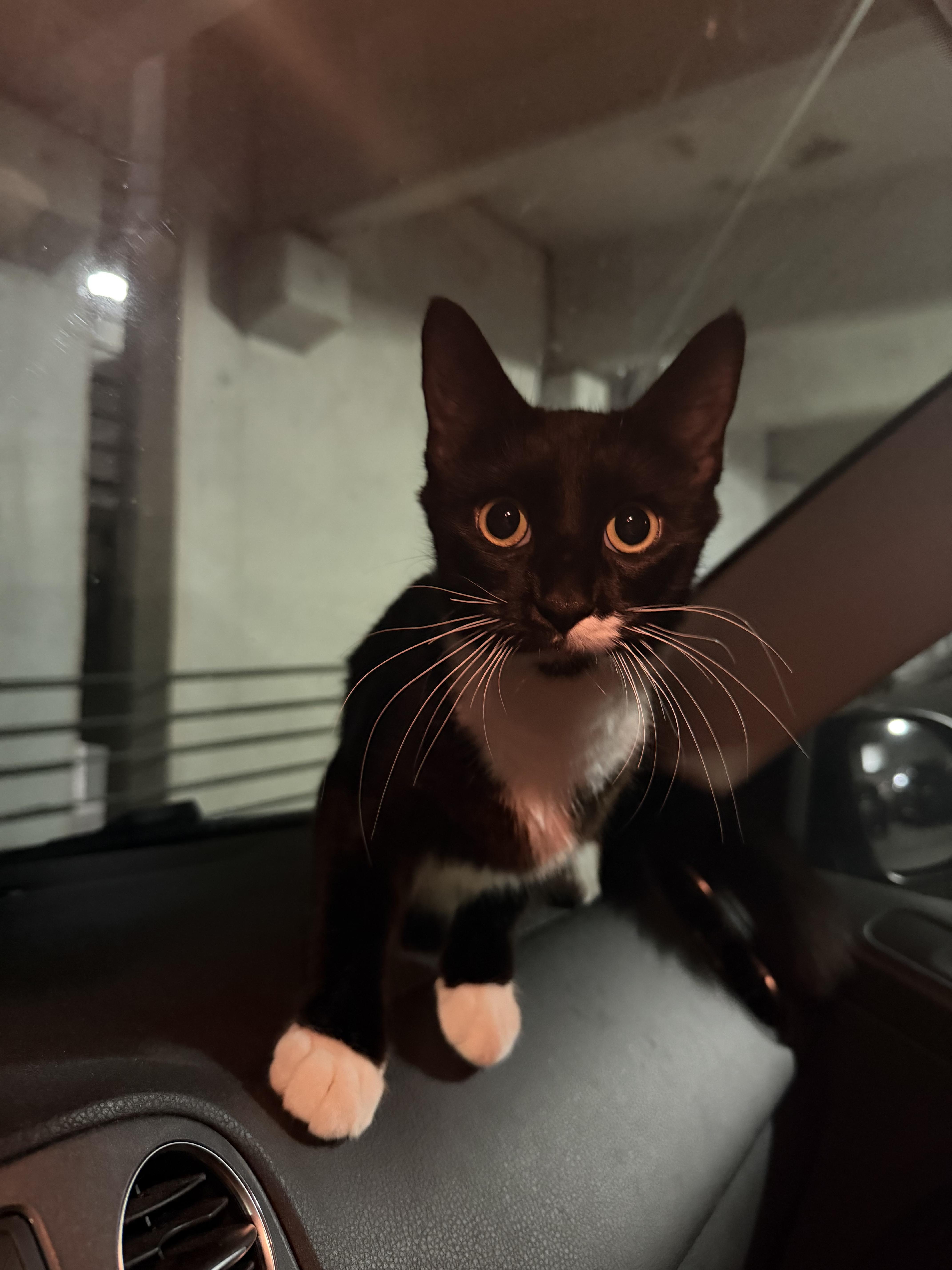 Enlarge Josephine, a Adoptable Domestic Short Hair in Tampa, FL image 1/5