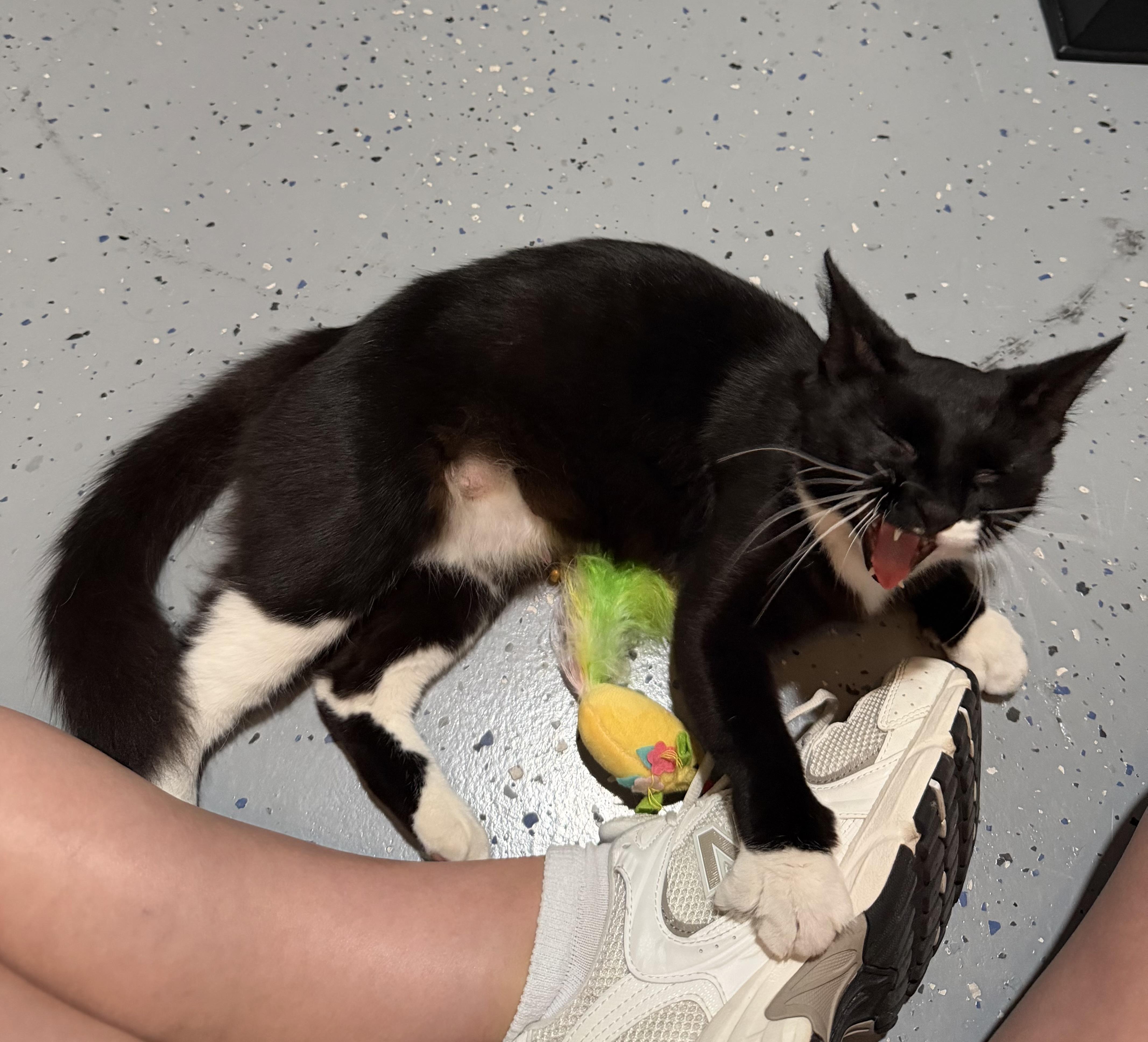 Enlarge Josephine, a Adoptable Domestic Short Hair in Tampa, FL image 2/5