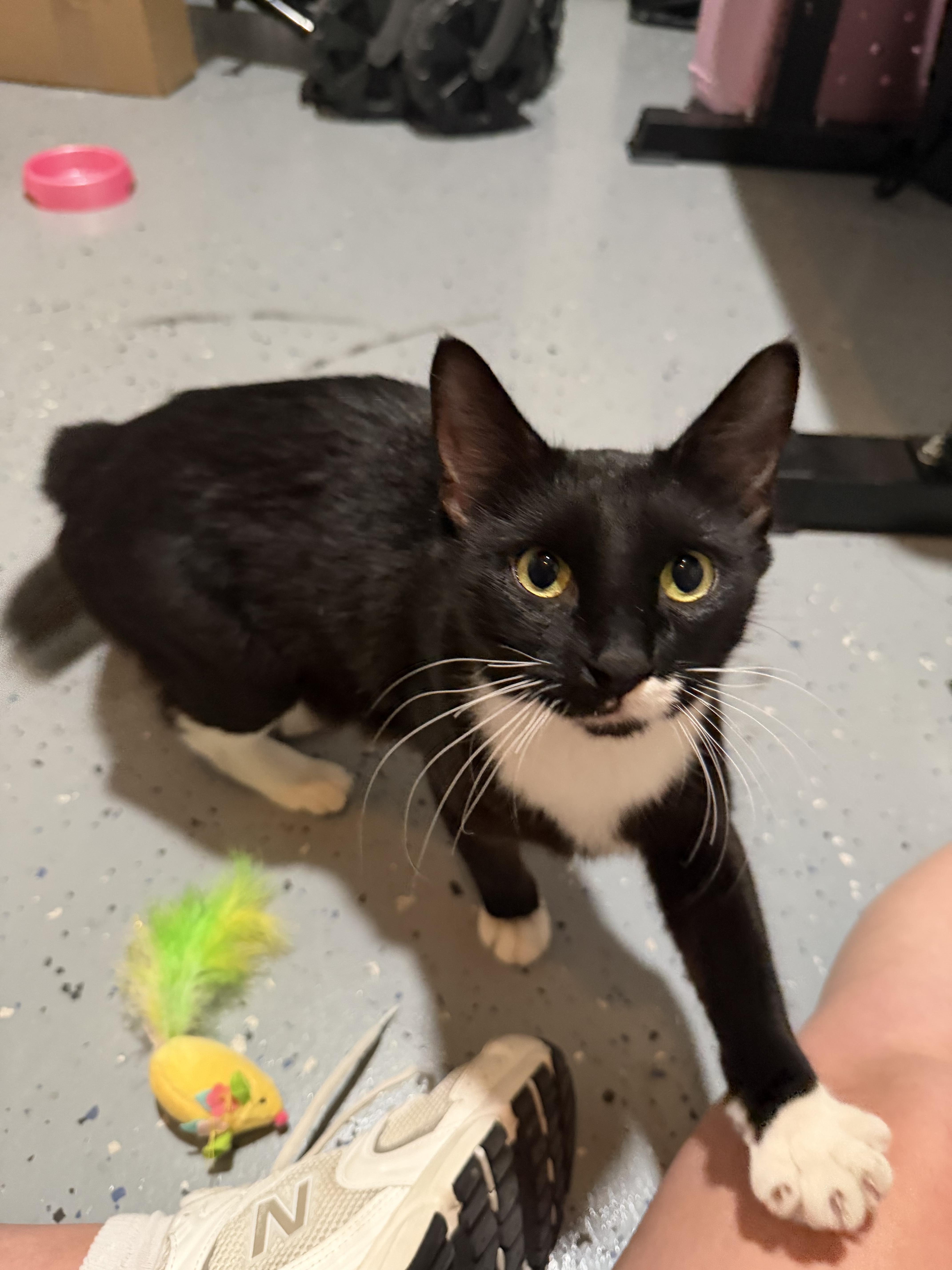 Enlarge Josephine, a Adoptable Domestic Short Hair in Tampa, FL image 3/5