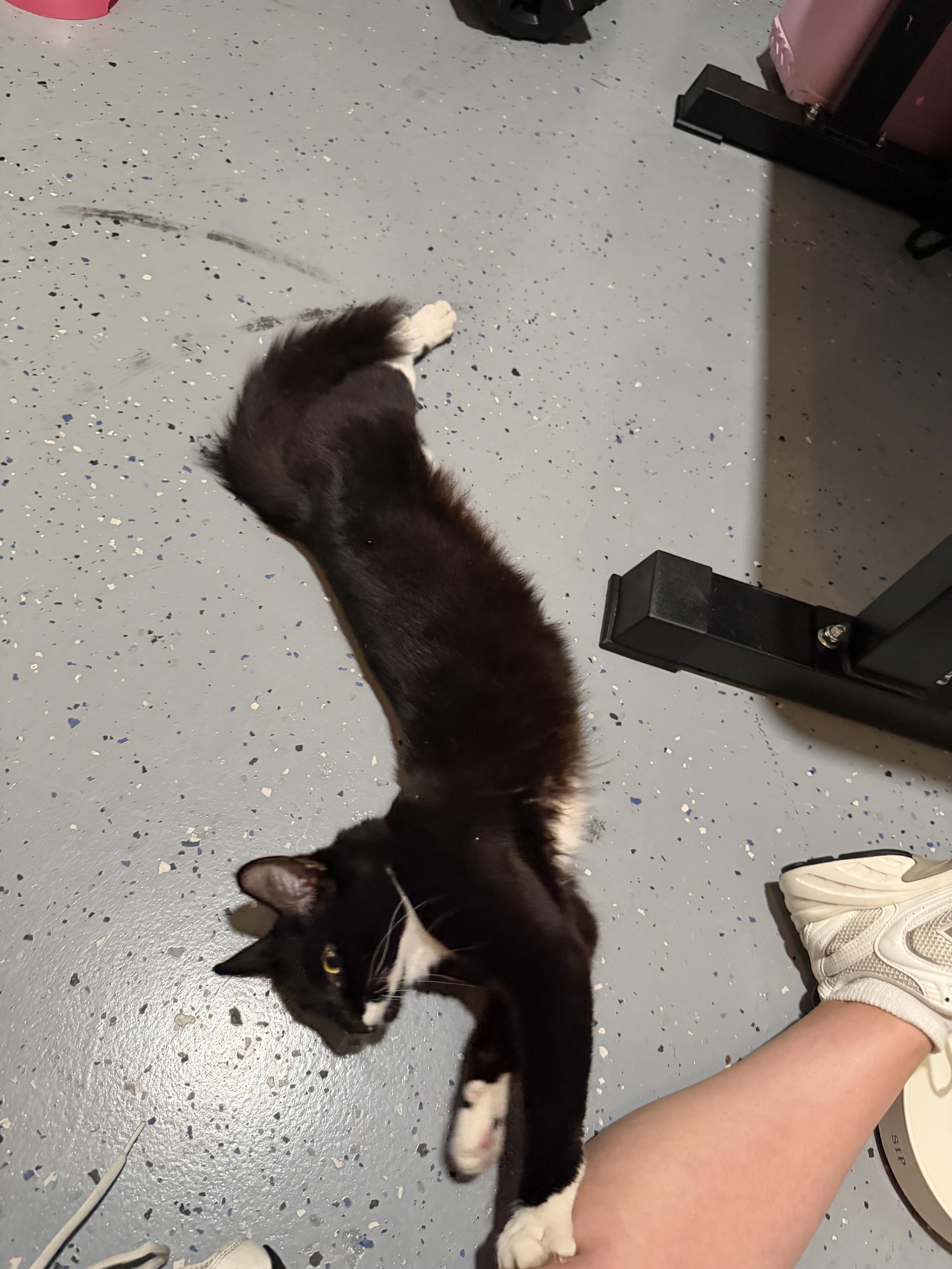 Enlarge Josephine, a Adoptable Domestic Short Hair in Tampa, FL image 4/5