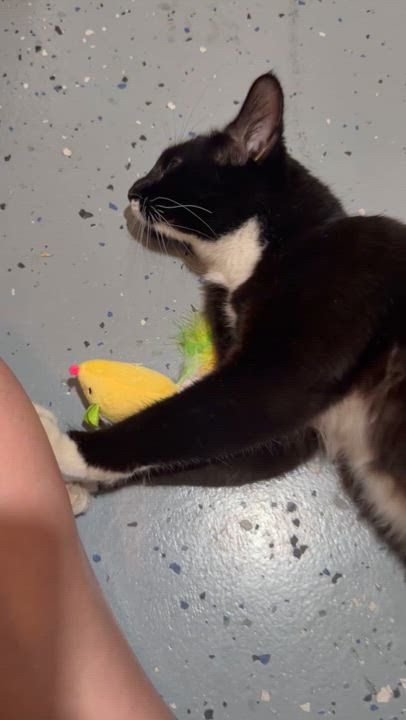 Enlarge Josephine, a Adoptable Domestic Short Hair in Tampa, FL video 5/5