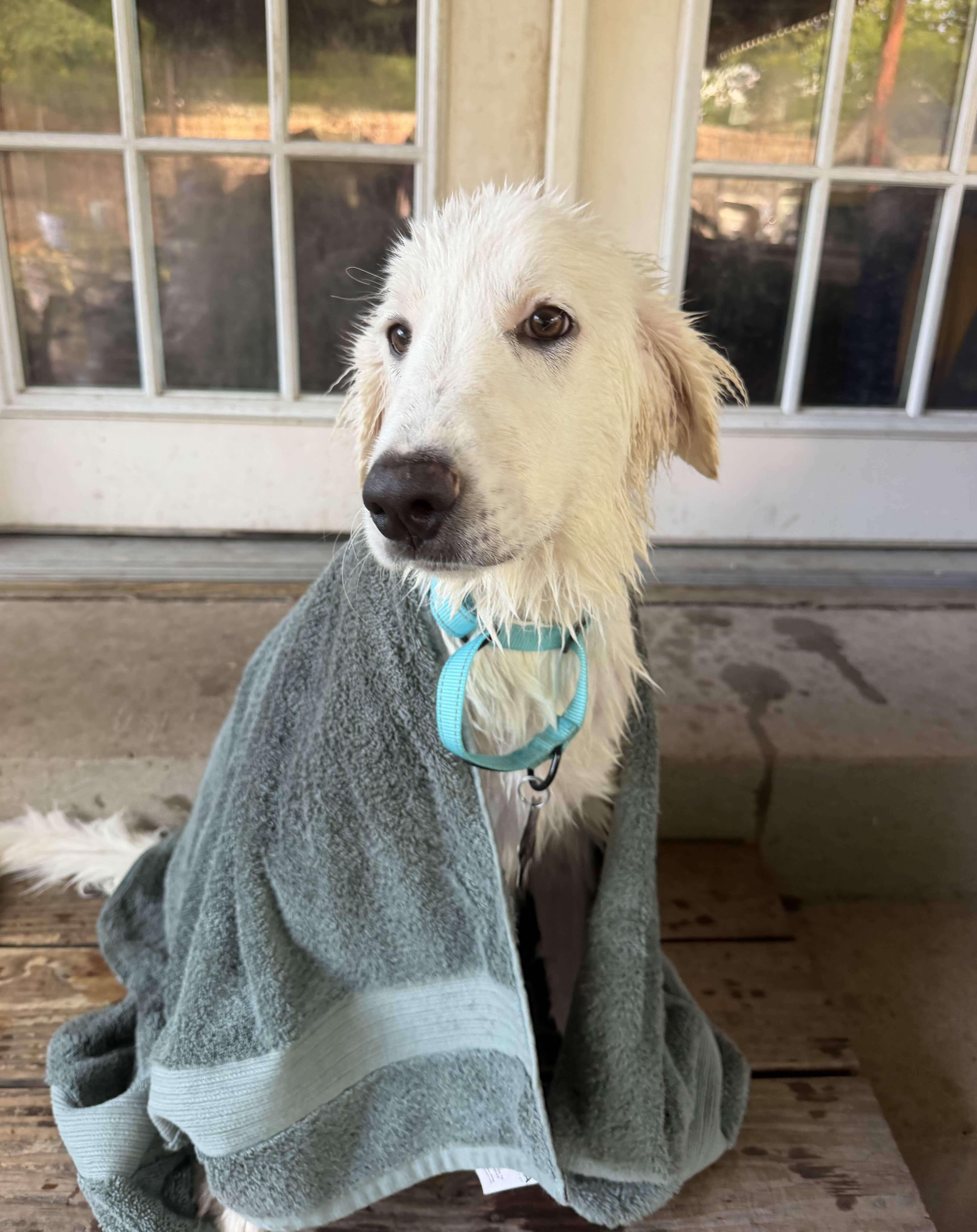 Toe Beans DFW, Adoptable, Young Female Great Pyrenees.