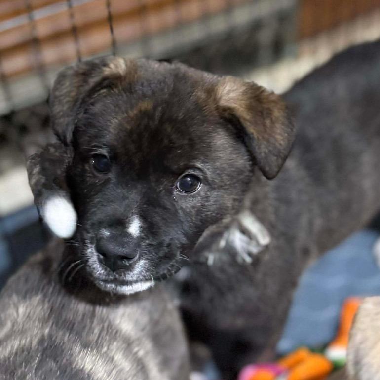 Chase, Adoptable, Puppy Male Husky & Shepherd.