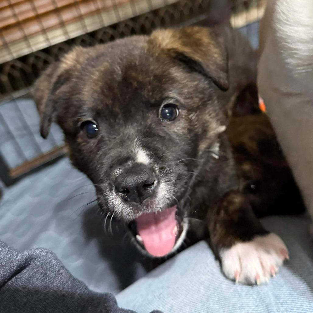 Chase, Adoptable, Puppy Male Husky & Shepherd.