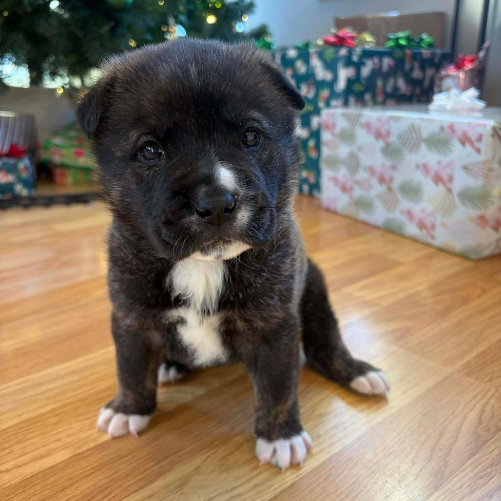 Enlarge Chase, a Adoptable mixed breed in Brainerd, MN image 3/5