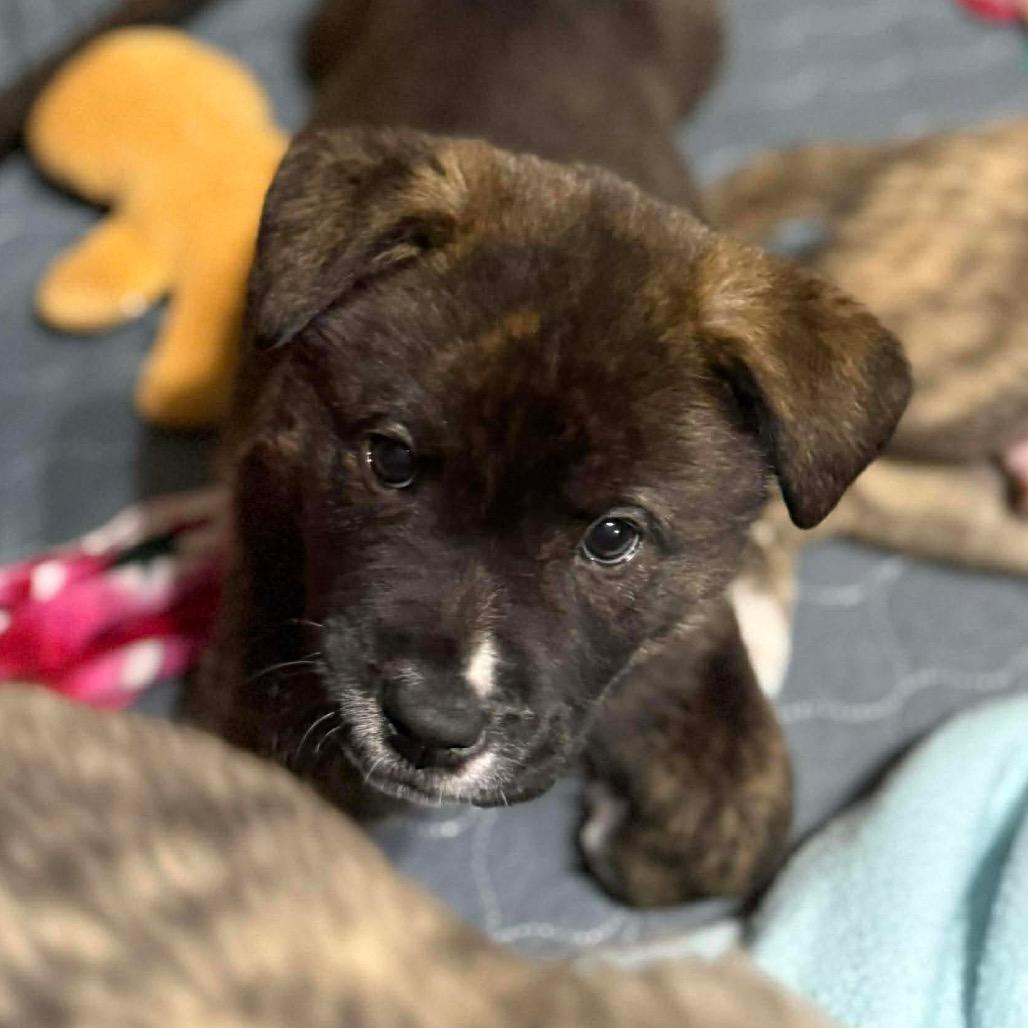 Enlarge Chase, a Adoptable mixed breed in Brainerd, MN image 4/5