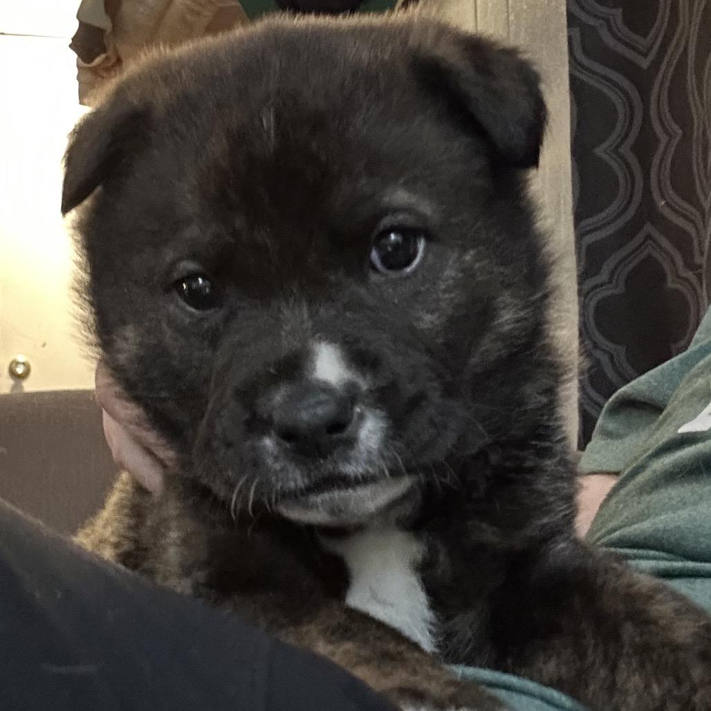 Enlarge Chase, a Adoptable mixed breed in Brainerd, MN image 5/5