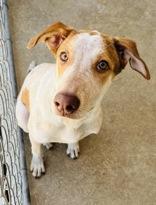 Toffee, adopted, Young Female Australian Cattle Dog / Blue Heeler.