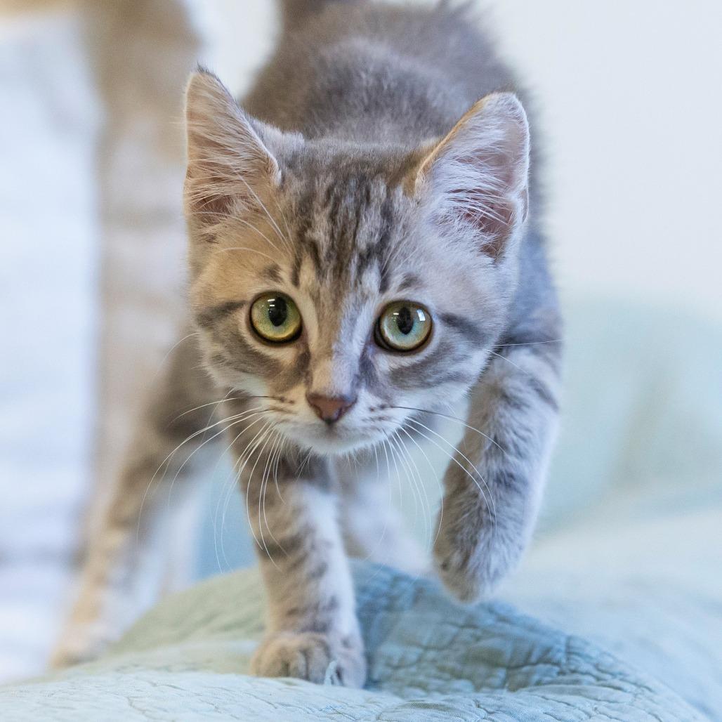 Enlarge Chupacabra, a Adoptable Domestic Short Hair in Cartersville, GA image 1/4