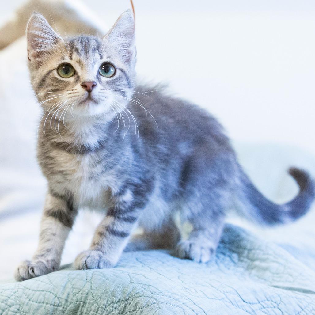 Enlarge Chupacabra, a Adoptable Domestic Short Hair in Cartersville, GA image 2/4
