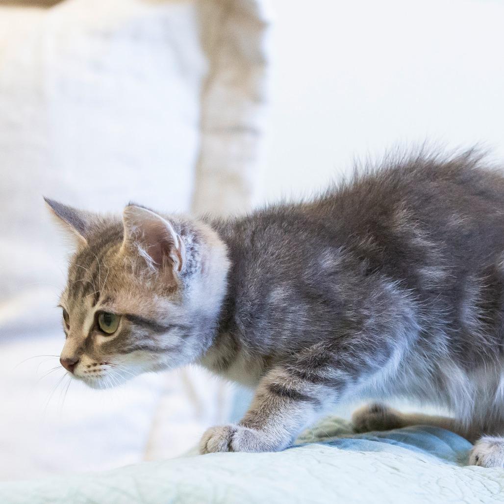 Enlarge Chupacabra, a Adoptable Domestic Short Hair in Cartersville, GA image 3/4