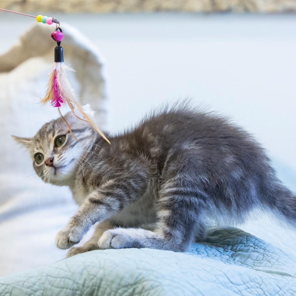 Enlarge Chupacabra, a Adoptable Domestic Short Hair in Cartersville, GA image 4/4