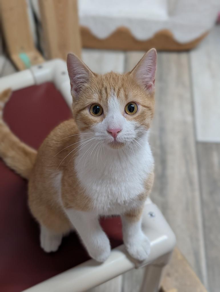 Treat, Adopted, Kitten Male Domestic Short Hair.