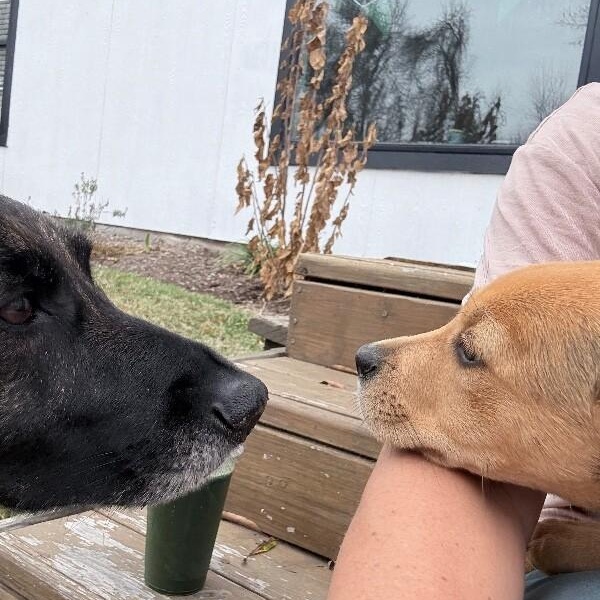 Stella Celestial — thumbnail 2