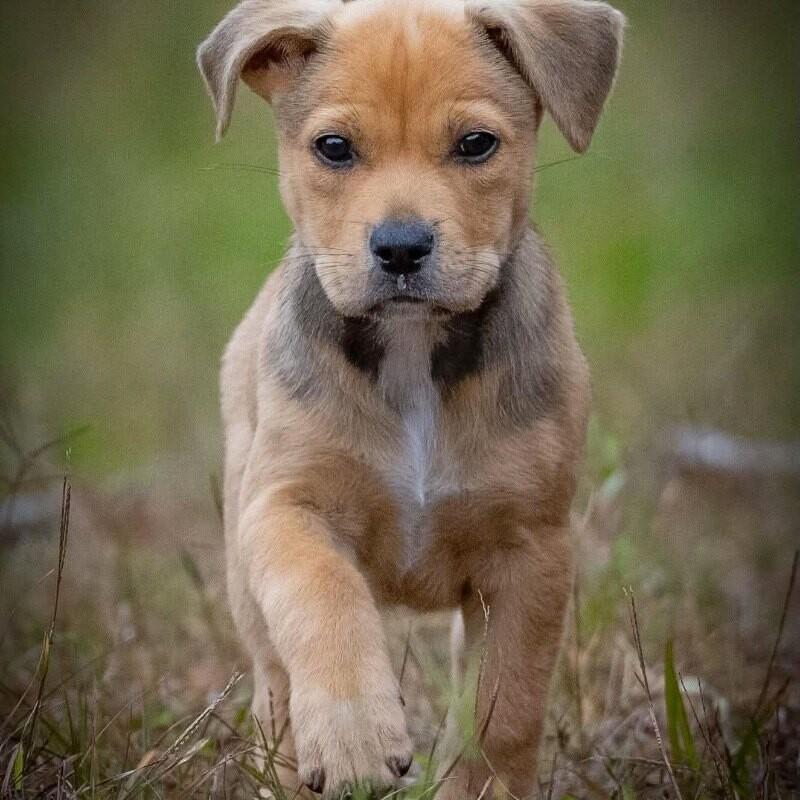 Stella Celestial — thumbnail 3