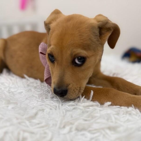 Stella Celestial — thumbnail 4