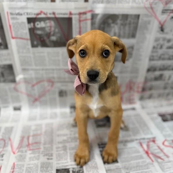 Stella Celestial — thumbnail 5