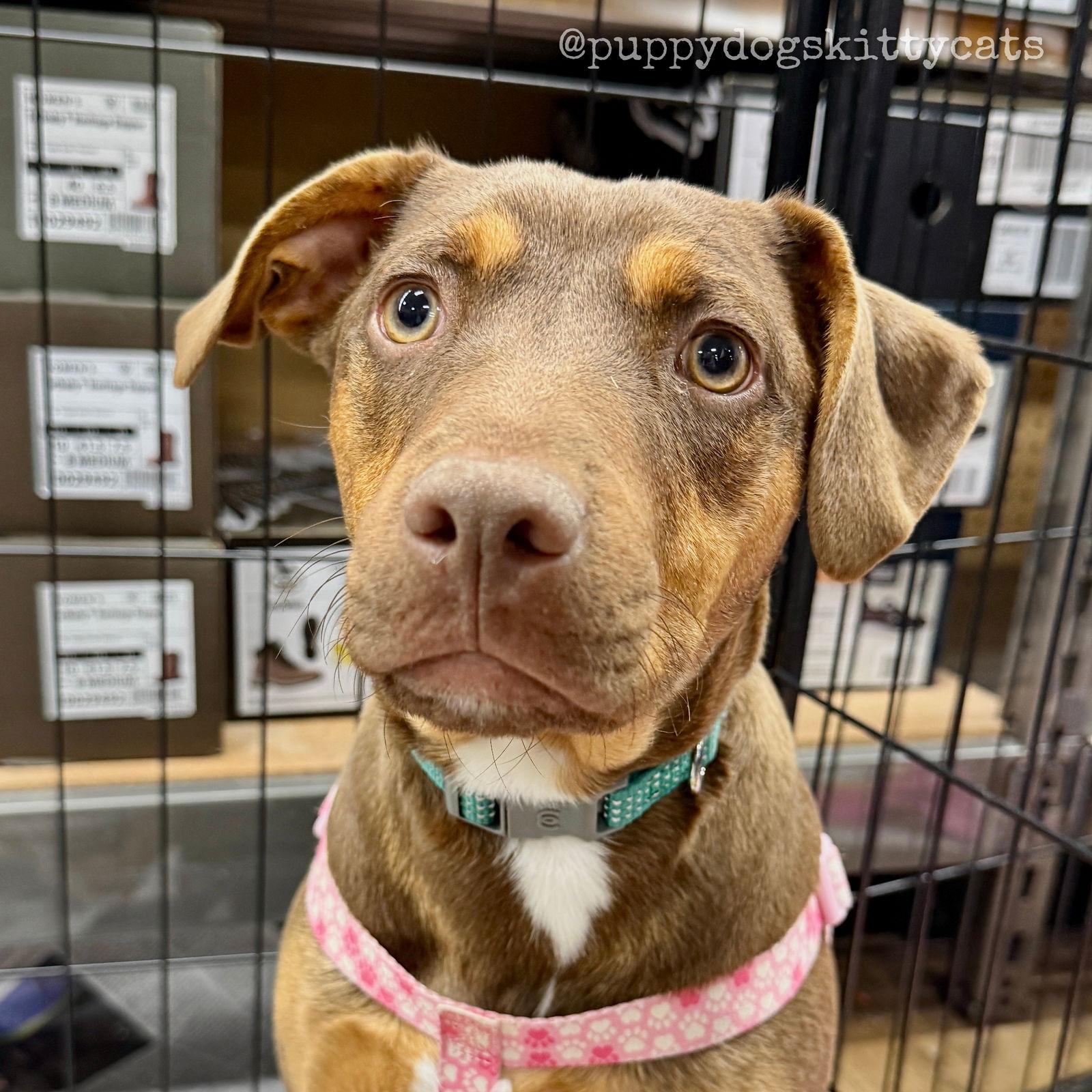 Enlarge Sage, a Adoptable mixed breed in Tarrytown, GA image 2/3