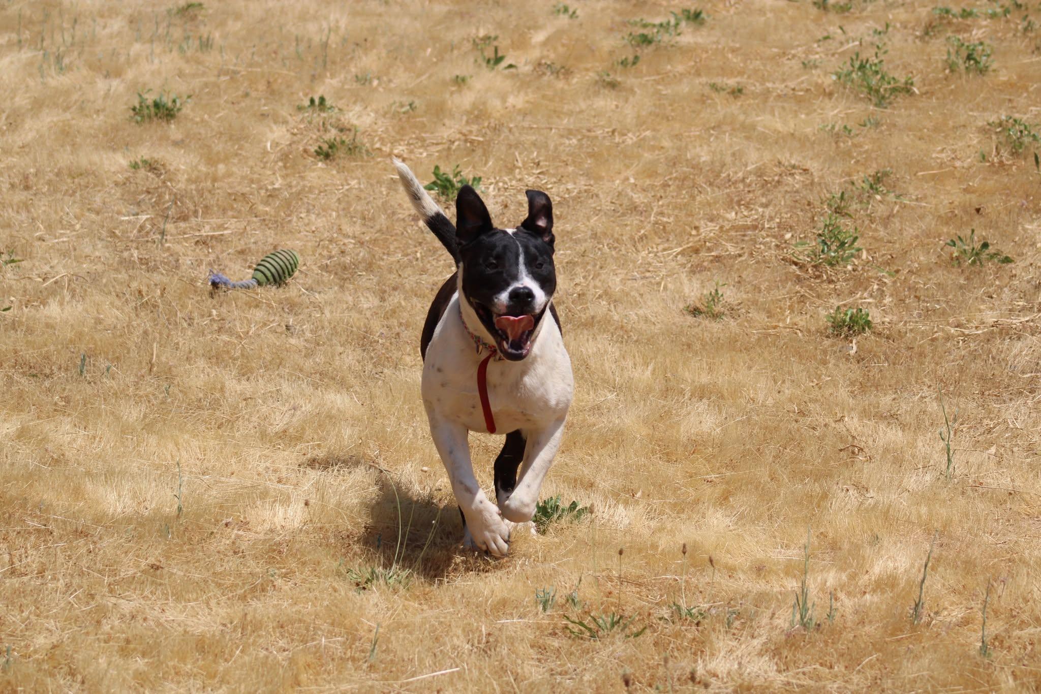 Sandy, an adoptable Pit Bull Terrier in Weaverville, CA, 96093 | Photo Image 2