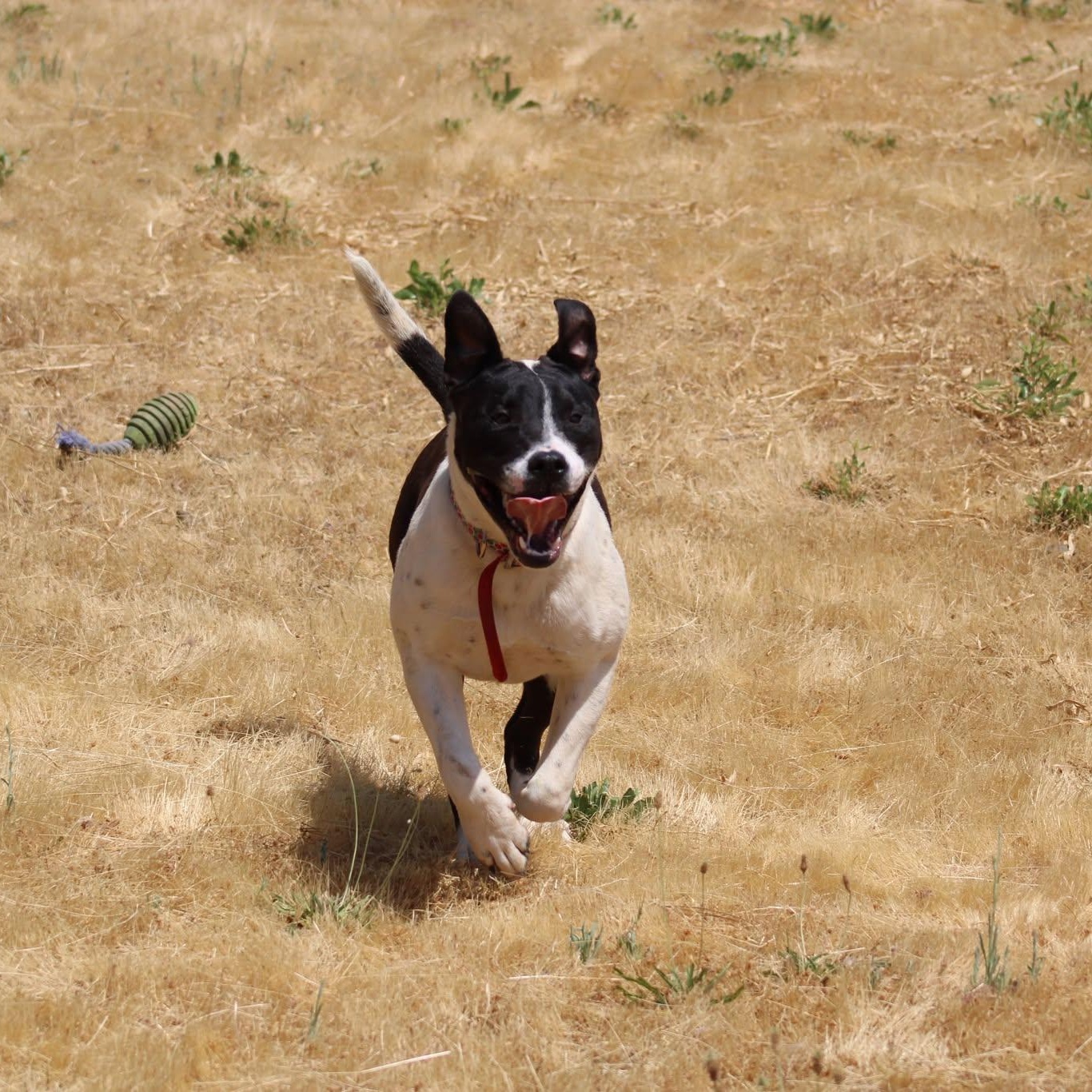 Sandy, a Adoptable mixed breed in Weaverville, CA image 1/6