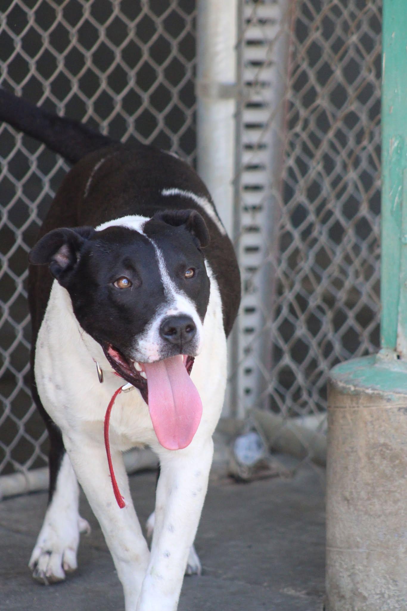 Sandy, a Adoptable mixed breed in Weaverville, CA image 3/6