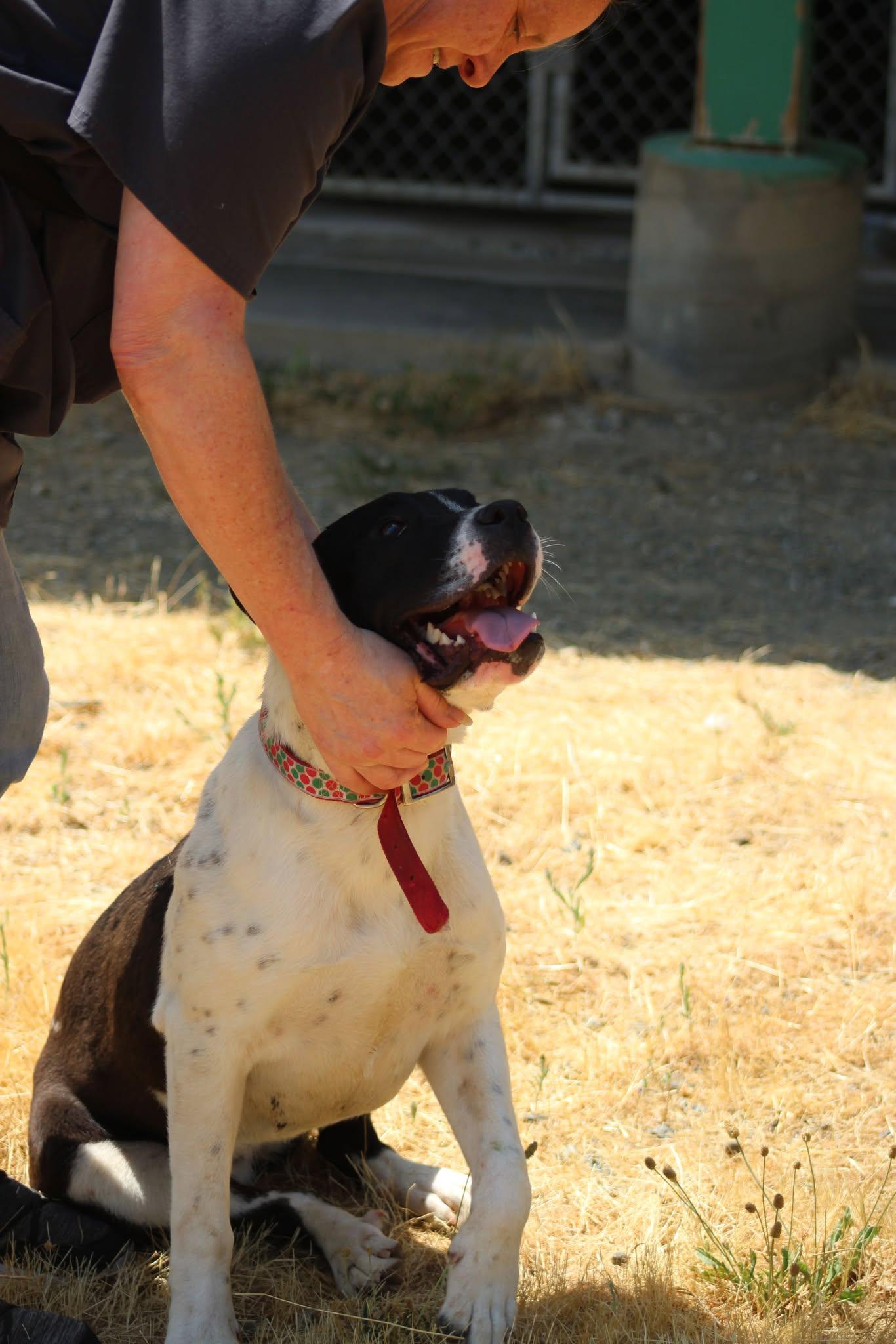 Sandy, an adoptable Pit Bull Terrier in Weaverville, CA, 96093 | Photo Image 4