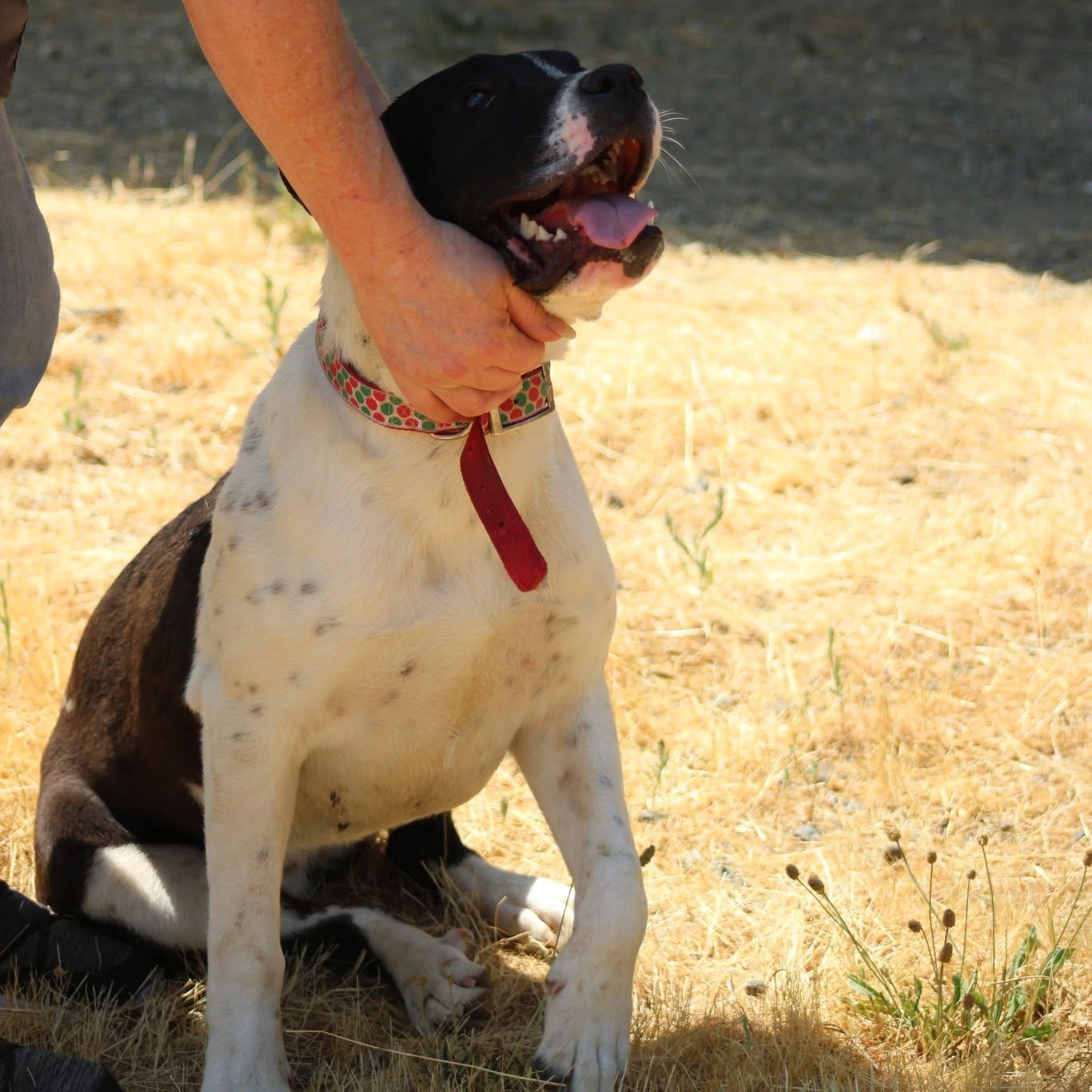 Sandy, a Adoptable mixed breed in Weaverville, CA image 4/6