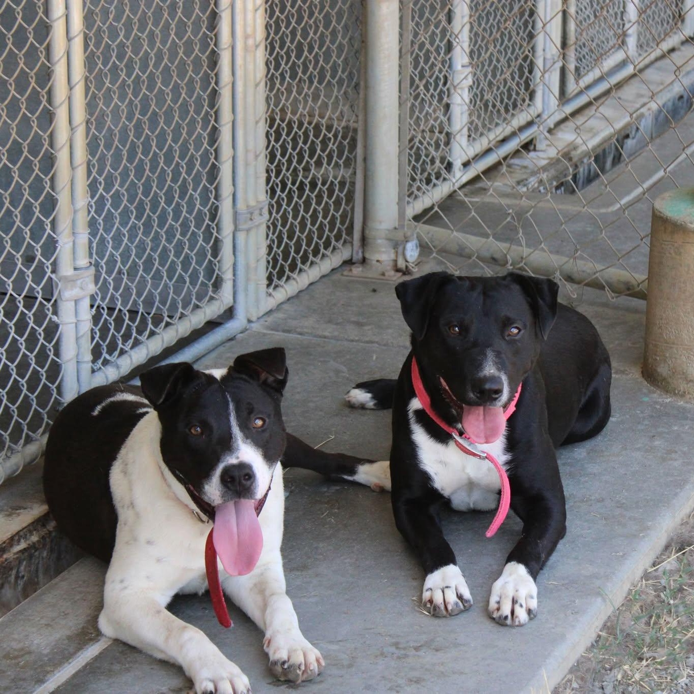 Sandy, a Adoptable mixed breed in Weaverville, CA image 5/6