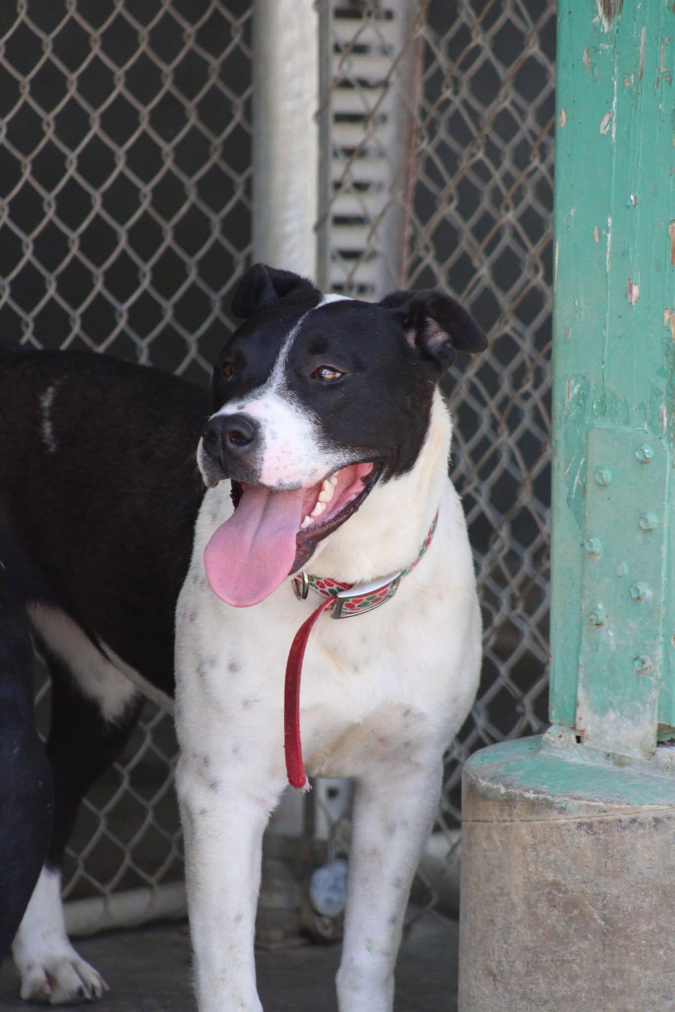 Sandy, an adoptable Pit Bull Terrier in Weaverville, CA, 96093 | Photo Image 1