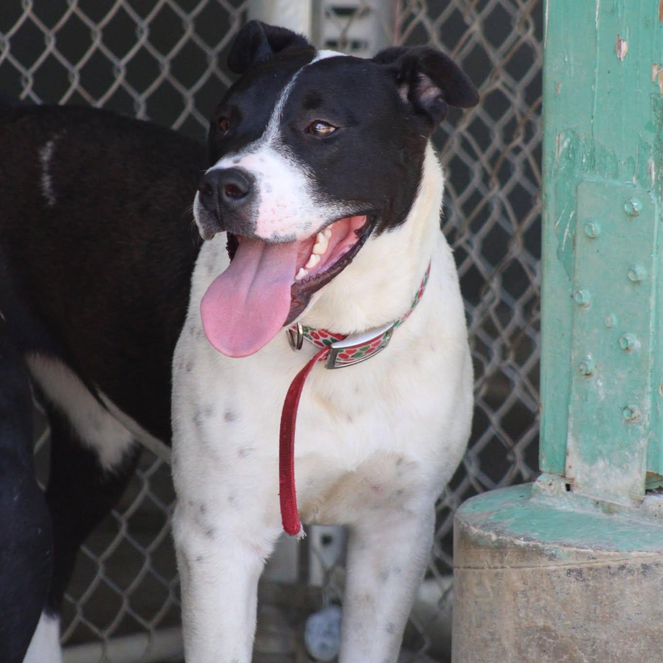 Sandy, a Adoptable mixed breed in Weaverville, CA image 2/6
