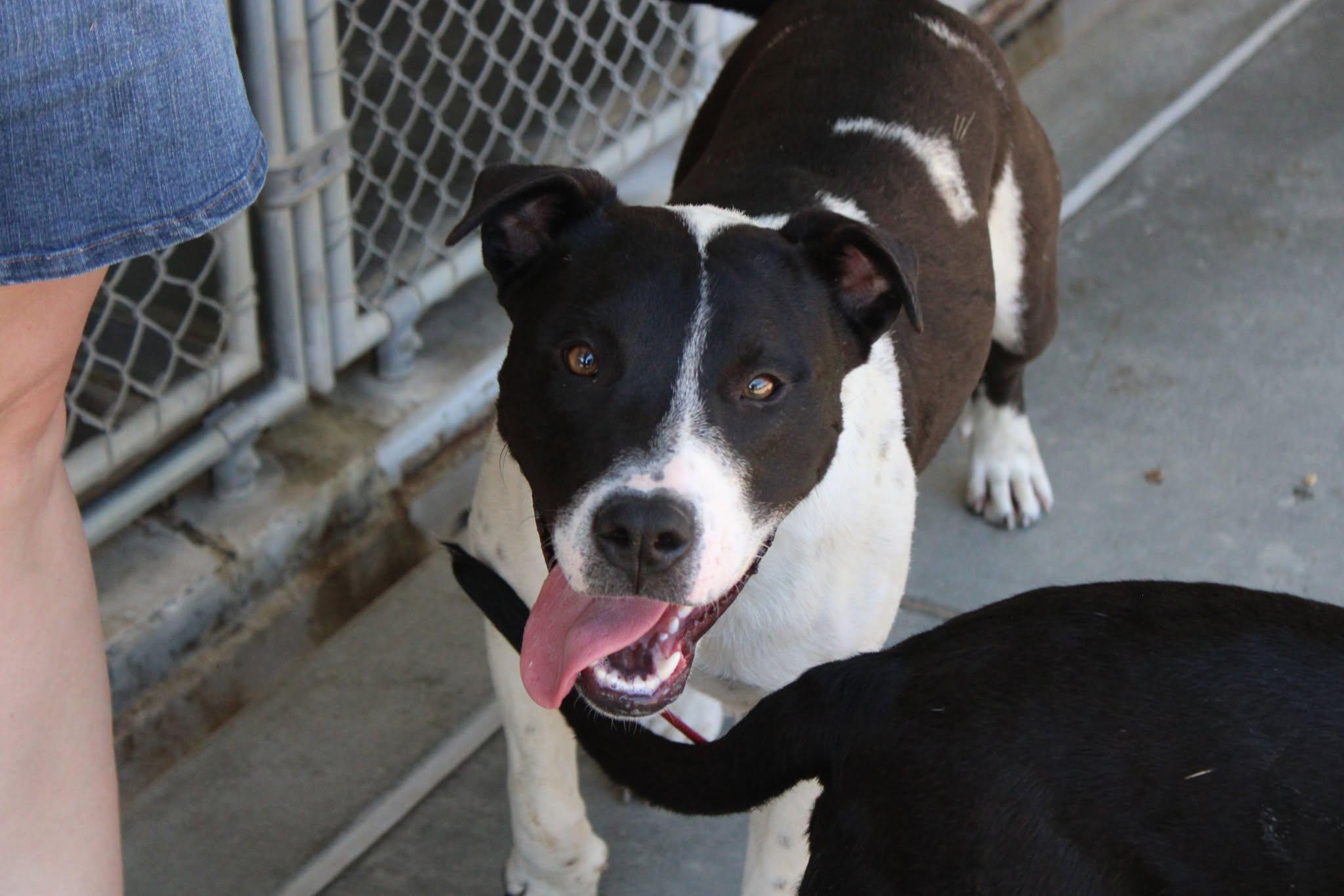 Sandy, an adoptable Pit Bull Terrier in Weaverville, CA, 96093 | Photo Image 6