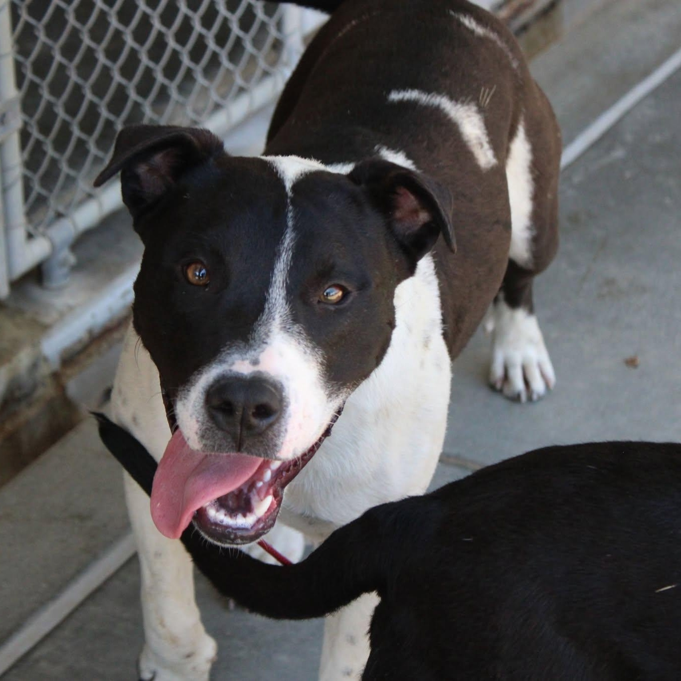 Sandy, a Adoptable mixed breed in Weaverville, CA image 6/6