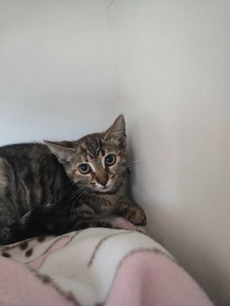 Big Wild, Adoptable, Kitten Female Domestic Short Hair.