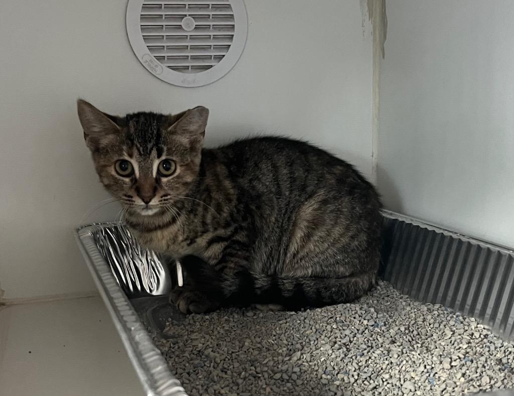 Enlarge Big Wild, a Adoptable mixed breed in Dearborn, MI image 2/3