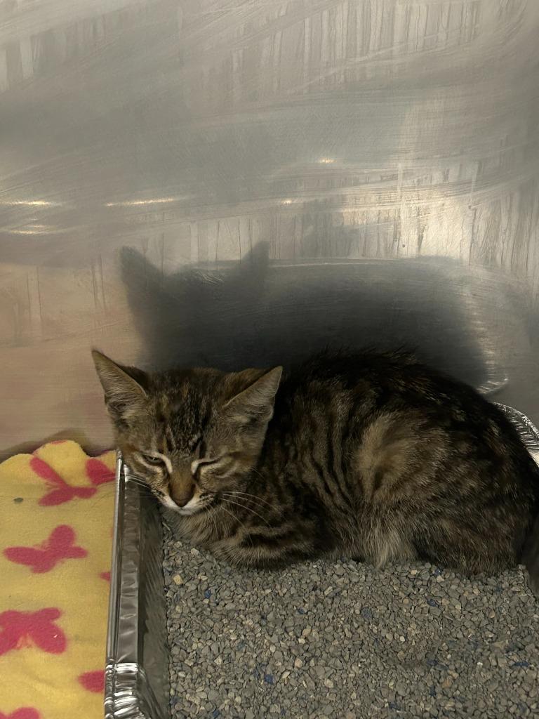 Enlarge Big Wild, a Adoptable mixed breed in Dearborn, MI image 3/3