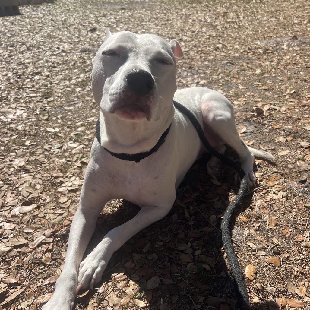 Duncan — thumbnail 3